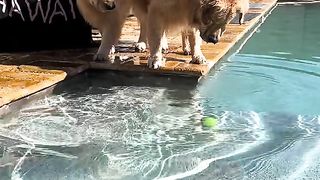 Amazing videos vol 113