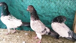 Beautiful pigeon breeder pair best flying 4