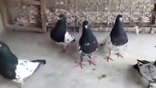 Kal sira breeder pair pigeon beautiful tadeey pigeon