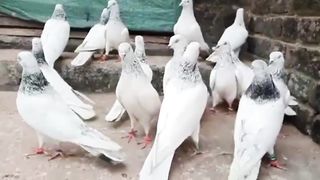 Beautiful pigeon moti waly best flying pigeons