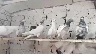 Beautiful pigeon breeder pair best flying mix