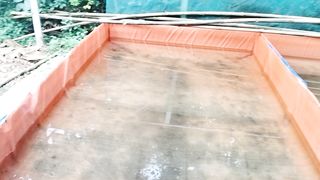 Hari ke 2 SORE, larva lele sudah berwarna coklat gelap, BESOK pasti sudah berenang gesit