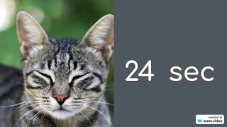 A 30 sec timer with a cute cat looking around