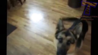 Funny dogs playing dead after finger shot Funny and cute dog