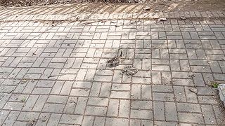 Funny Squirrel Video