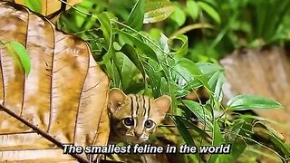 Smallest Cat in The World: The Rusty Spotted Cat