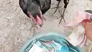 Waktunya kasih makan hewan peliharaan