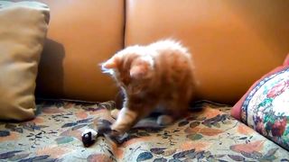 Best Funniest Cats And Dogs Videos Ever Compilation #1 - Best Funny Animal Videos Of The Year 2023