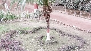 Best garden decoration idea