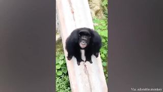 Funny monkeys will make you laugh hard - Funny Animals 2