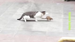 Embrace the fur-filled pandemonium! These crazy cats are unleashing their inner whirlwind of mischief and mayhem! ???????? #CaturdayChaos"