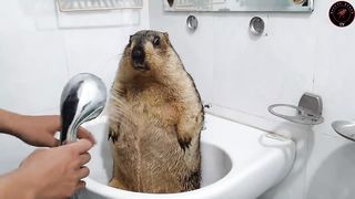 The first time marmot bathed with a brush 2
