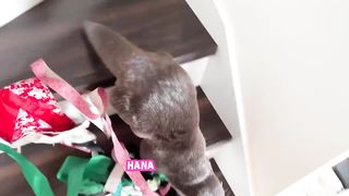 funy animal 8