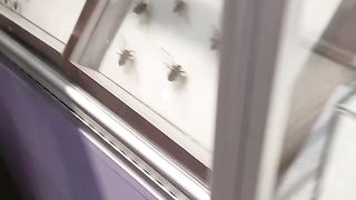 Spiders ???? ???? ????