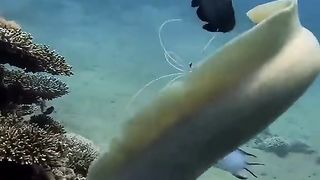 Dangerous fishes