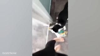 Cats get weirder everyday - Funny Cat Videos