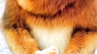 Funny Monkey Viral Video 117