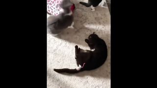 FUNNY CATS MEMES COMPILATION OF 2023 V35