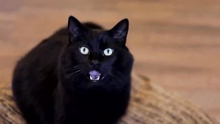 These Everyday Things HURT Your Cat's Feelings! Avoid These Mistakes!