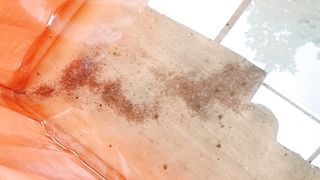 Dihari ke 2 sore saja warna larva lele sudah cokelat gelap, tapi masih berkumpul, belum menyebar