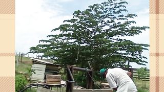Limpeza de poço caipira