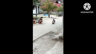 Atraksi topeng monyet