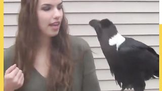 Raven Talks like a Human A Talking Bird!!!!
