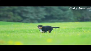 Cute Dogs Playing Videos | Dog Videos | Dogs Playing Together