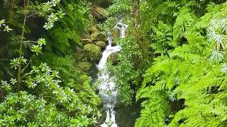 Rain Forest Waterfall in Madeira