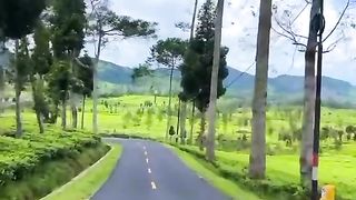 Kebun teh