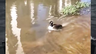 Fast duck#fyp
