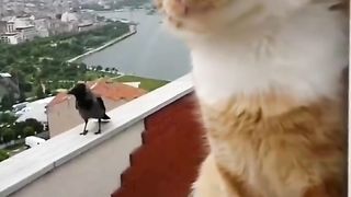Funny Cat Viral Video 107