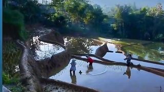 rice fields