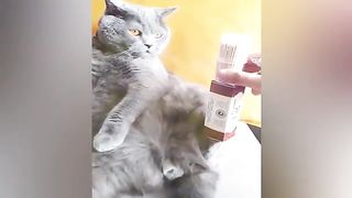New Funny Videos 2023 ???? Cutest Cats and Dogs ???????? 14