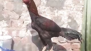 The rooster is leaving to avoid the camera