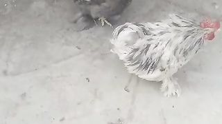 The bantam buff gray