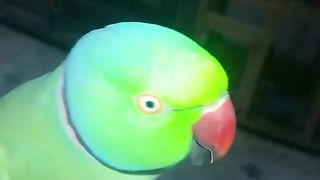 The green mitto