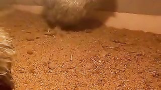 What type of hen are you looking for
