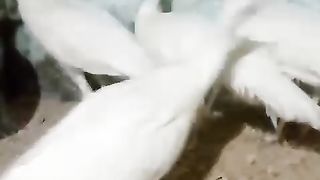 The white pairs of peacock