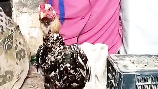 Rooster near a big