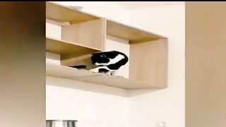 Baby cats and dogs ???? funny cat Videos???? dogs ???????? compilation