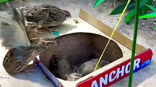 birds trap