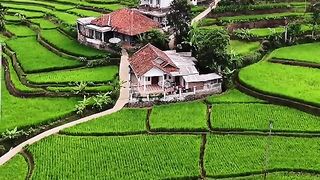 beautiful natural view of rice fields from above