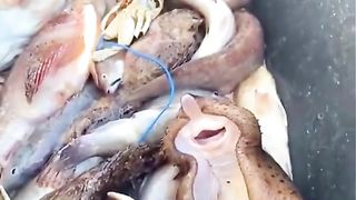 Poisson qui rigole