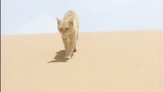 Le chat des sables