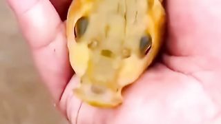 Poisson aux écailles en or