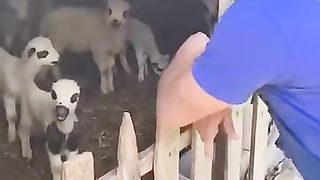 The lamb and goats Oh