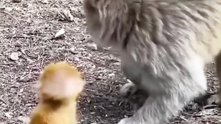 teasing the mother's very cute child