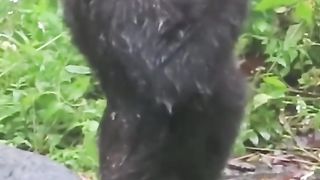 Happy to take a rain shower with the gorilla child
