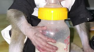full of milk until sleepy